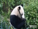 【雙都精典VIP尊享一日】成都熊貓基地、都江堰、寬窄巷子＜獨家定制VIP小團＞