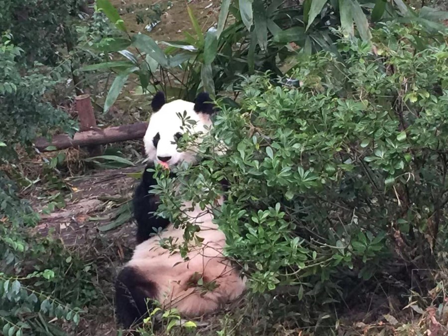 成都熊貓基地