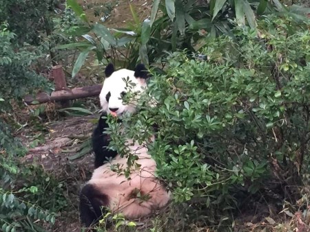 成都熊貓基地