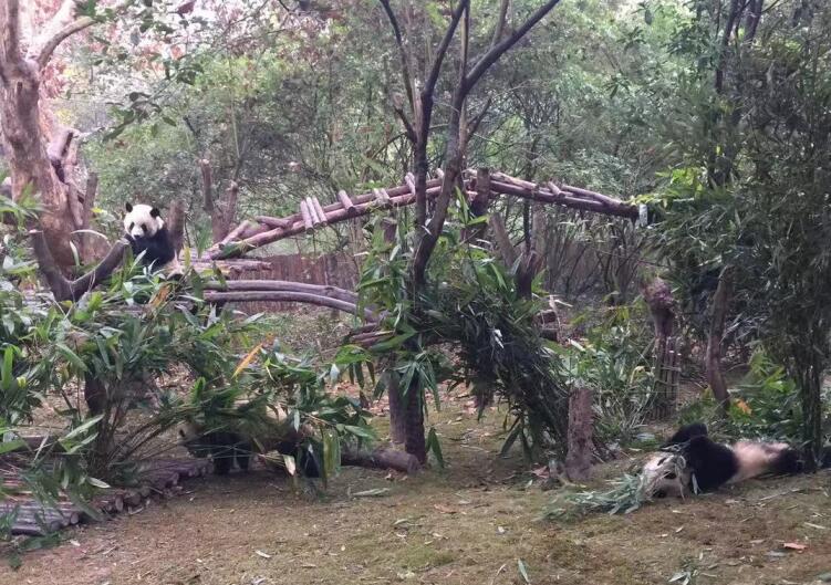 成都熊貓基地