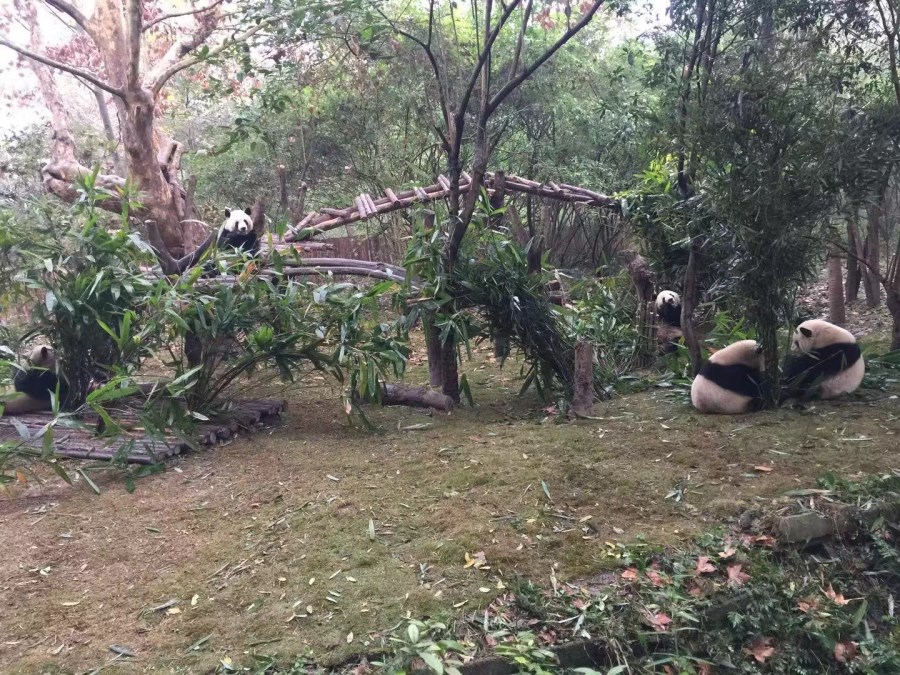成都熊貓基地