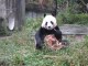 碧峰峽野生動物園