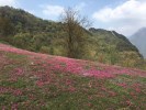 【藥王谷1日游】北川藥王谷辛夷花之旅＜雙汽＞